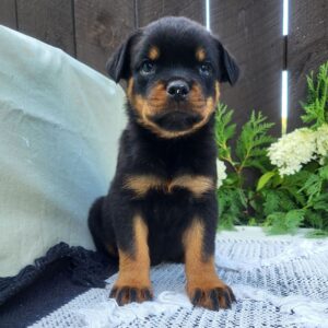 Female Rottweiler Puppy for Sale β Luna at 8 weeks old