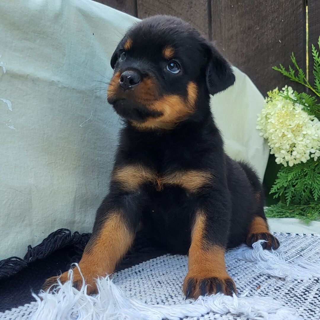 πΎ Female Rottweiler Puppy for Sale β Meet Luna πΎ - Image 4