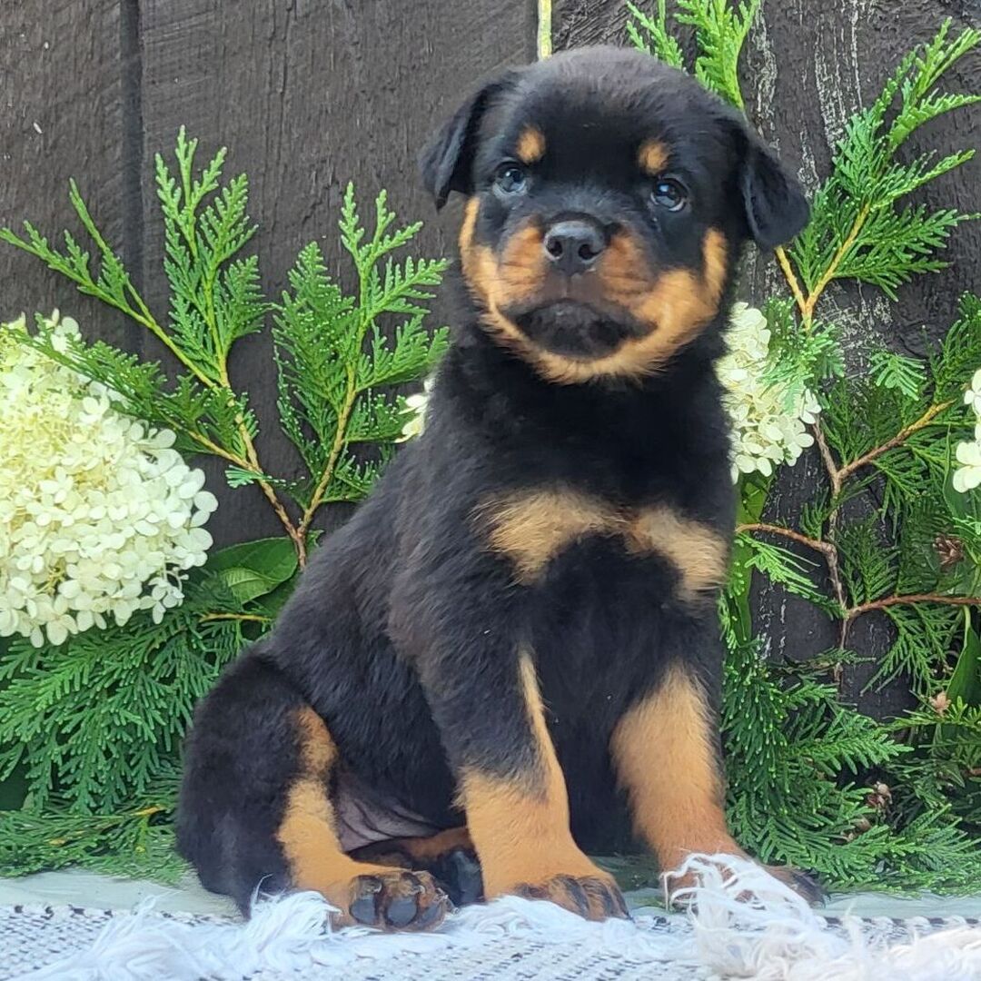 πΎ Female Rottweiler Puppy for Sale β Meet Luna πΎ - Image 3