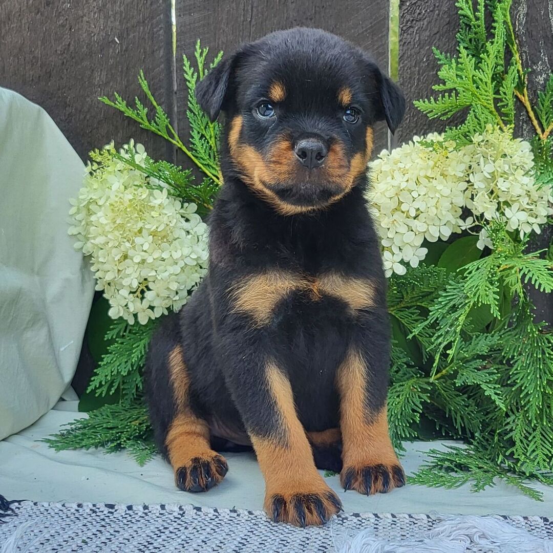 πΎ Female Rottweiler Puppy for Sale β Meet Luna πΎ - Image 2