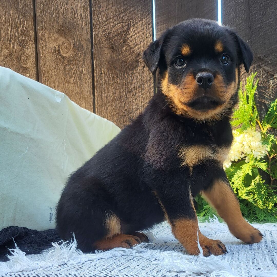 Female Rottweiler Puppy for Sale β Meet Gabon at 8 weeks old