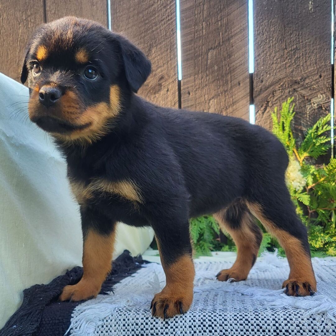 πΎ Female Rottweiler Puppy for Sale β Meet Gabon πΎ - Image 4