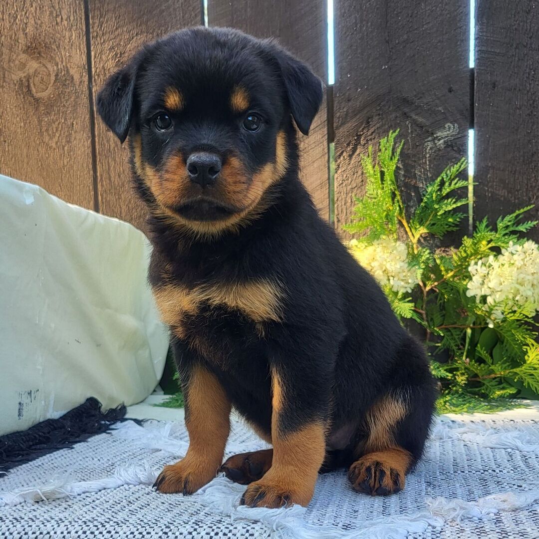 πΎ Female Rottweiler Puppy for Sale β Meet Gabon πΎ - Image 3