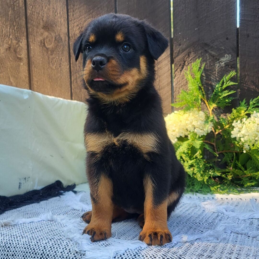 πΎ Female Rottweiler Puppy for Sale β Meet Gabon πΎ - Image 2