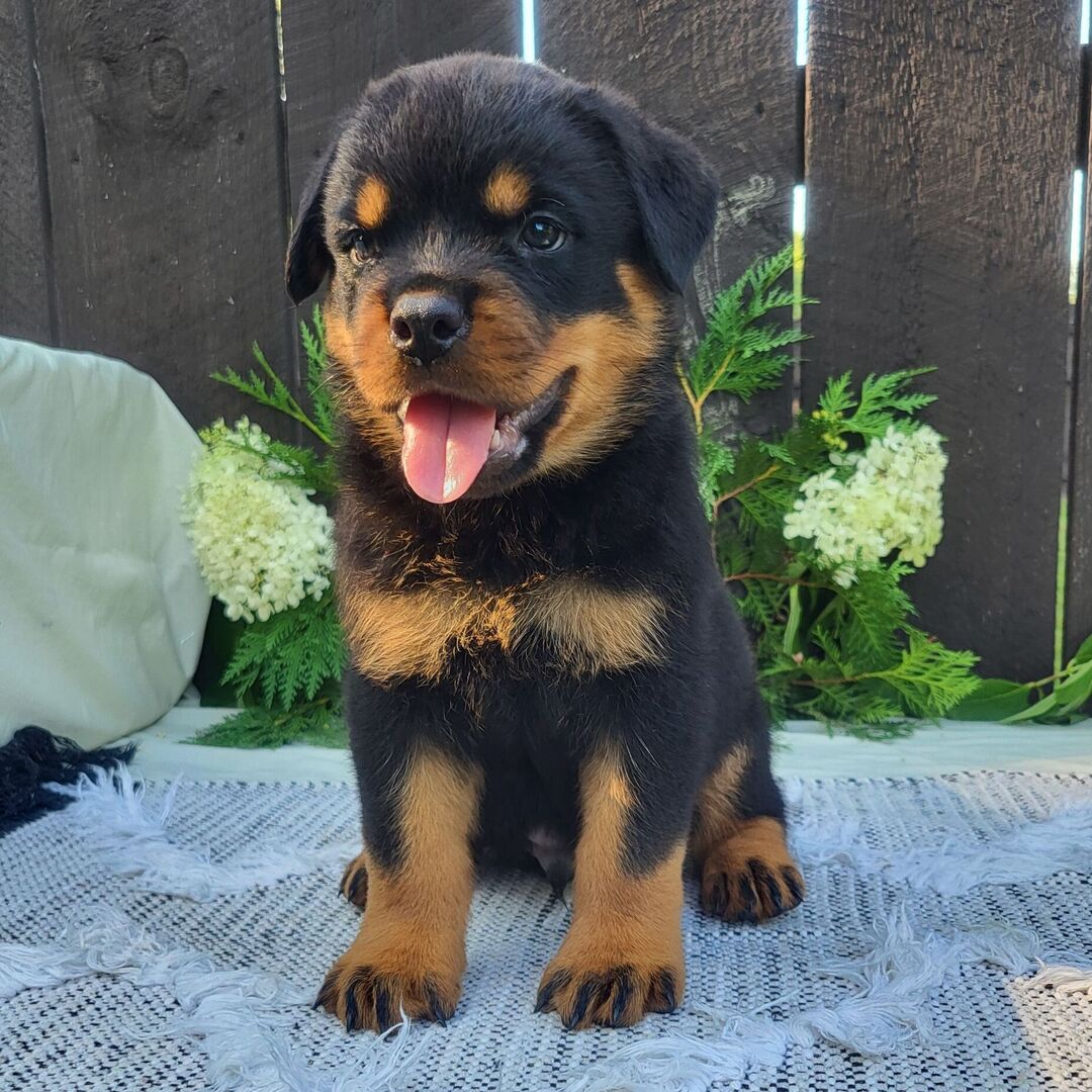 Male Rottweiler Puppy for Sale β Meet Diablo at 8 weeks old