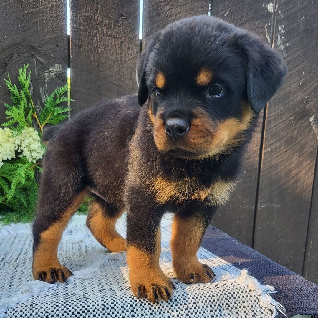πΎ Male Rottweiler Puppy for Sale β Meet Diablo πΎ - Image 4