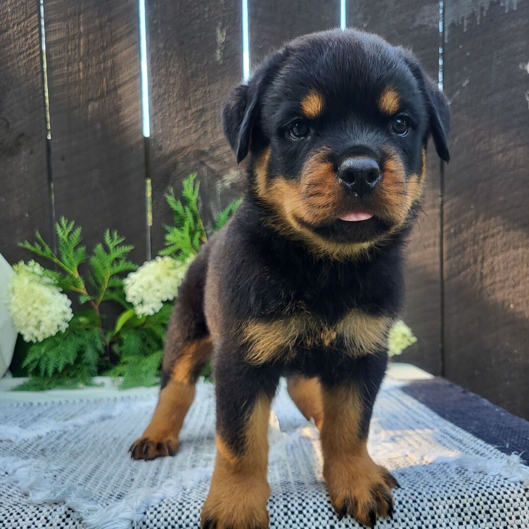 πΎ Male Rottweiler Puppy for Sale β Meet Diablo πΎ - Image 3