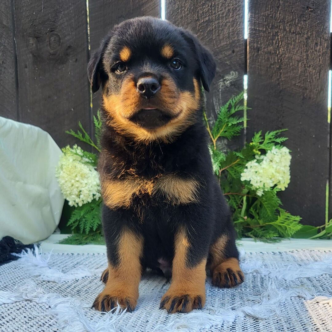 πΎ Male Rottweiler Puppy for Sale β Meet Diablo πΎ - Image 2
