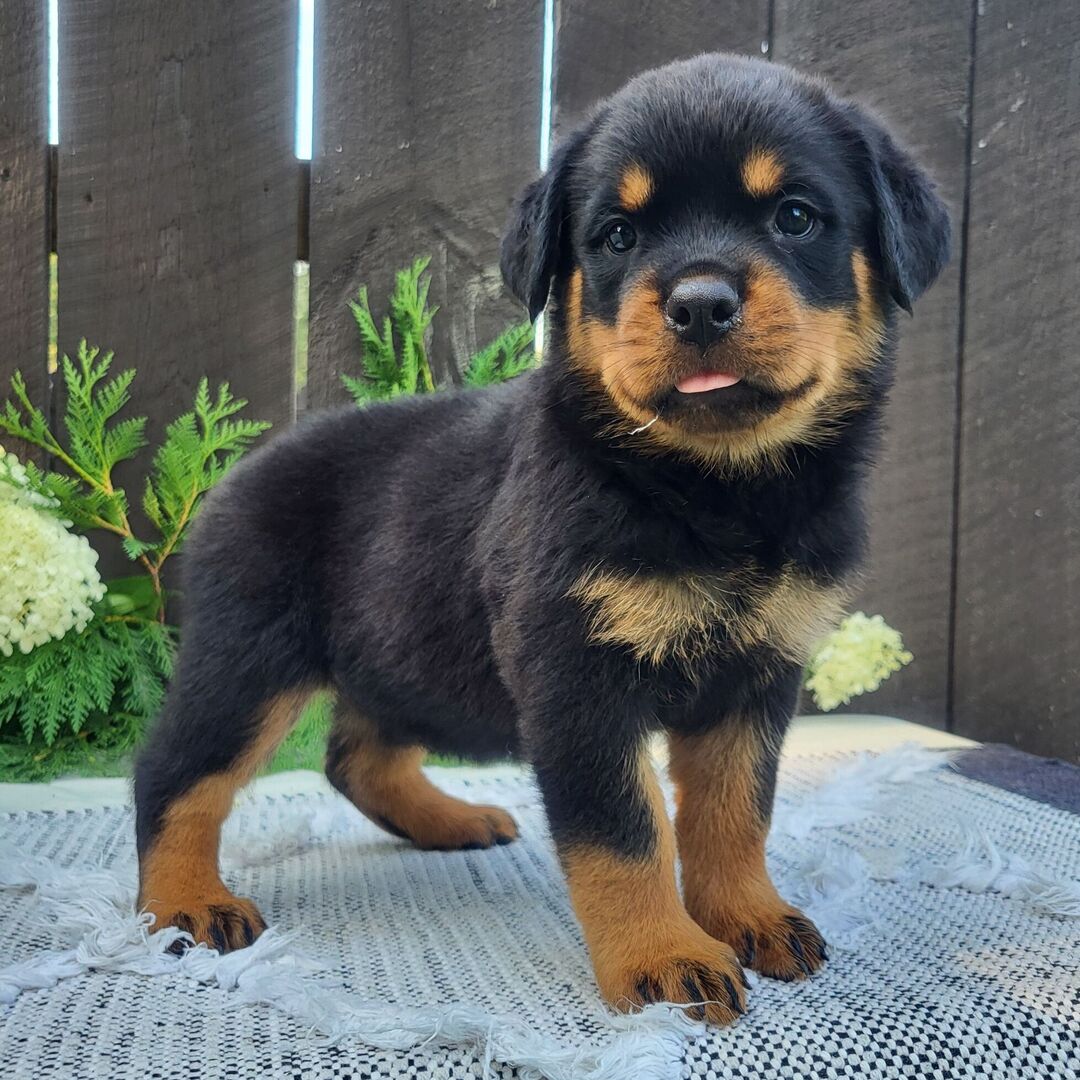 Female Rottweiler Puppy for Sale β Lady at 8 weeks old