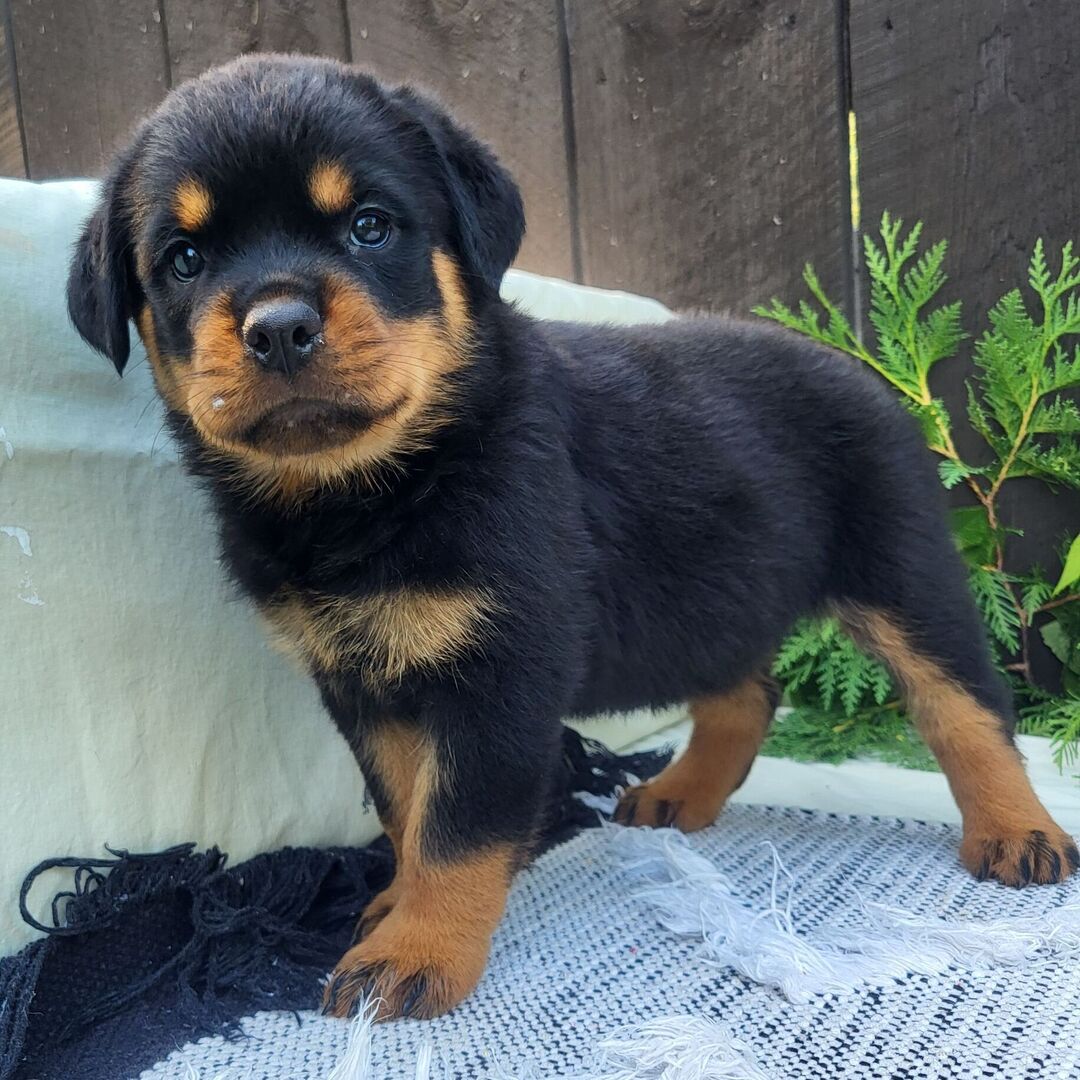 πΎ Female Rottweiler Puppy for Sale β Meet Lady πΎ - Image 4
