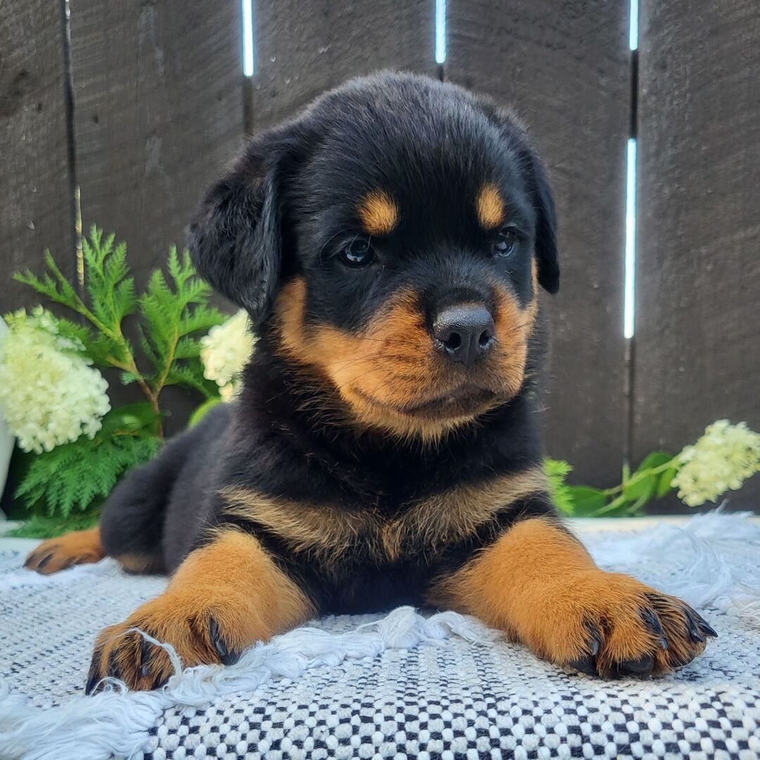 πΎ Female Rottweiler Puppy for Sale β Meet Lady πΎ - Image 3