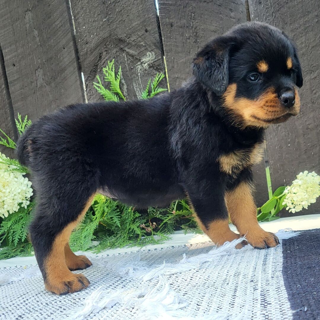 πΎ Female Rottweiler Puppy for Sale β Meet Lady πΎ - Image 2