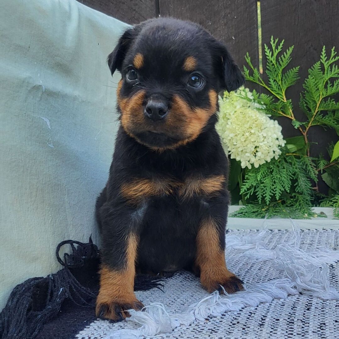 πΎ Male Rottweiler Puppy for Sale β Meet Pip πΎ - Image 2
