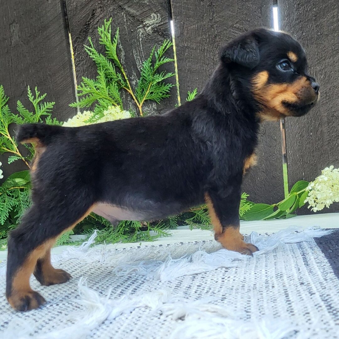 πΎ Male Rottweiler Puppy for Sale β Meet Pip πΎ - Image 3