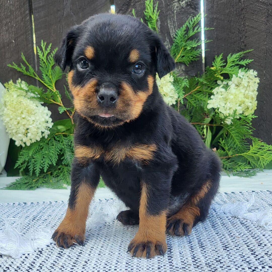 πΎ Male Rottweiler Puppy for Sale β Meet Pip πΎ - Image 4
