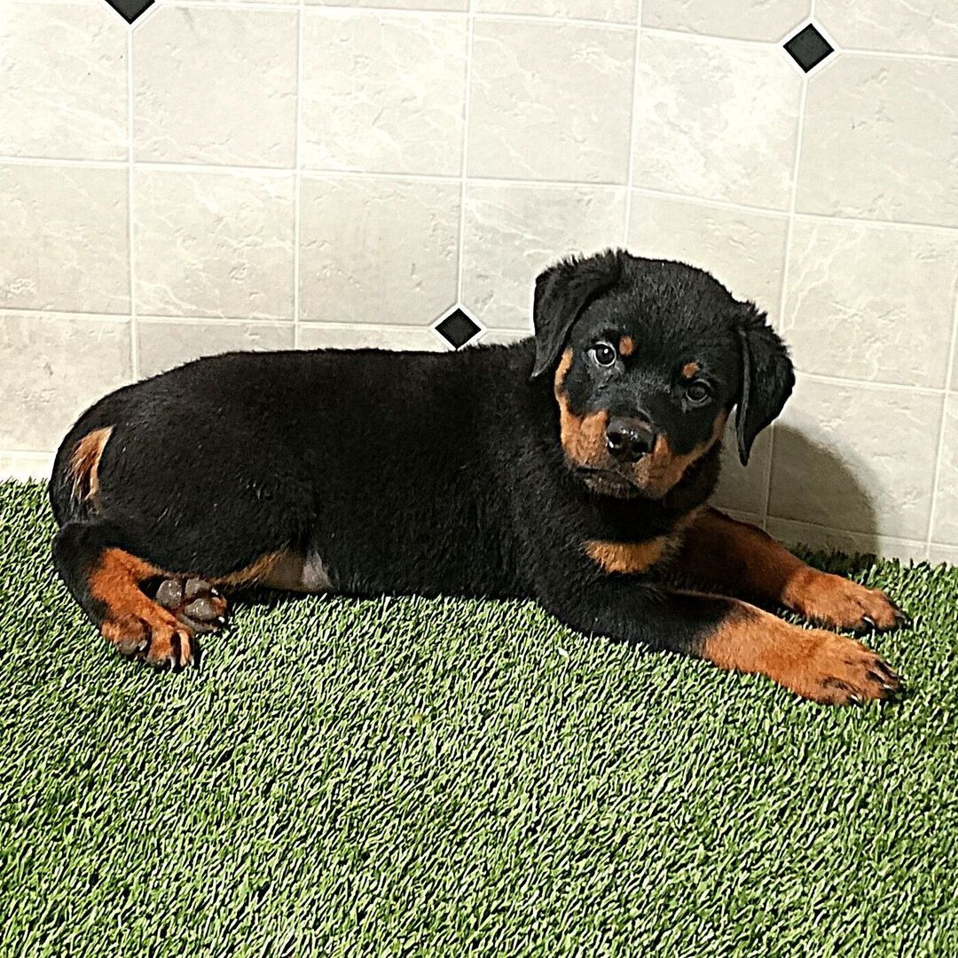 πΆ Male Rottweiler Puppy for Sale β Meet Max πΎ - Image 2