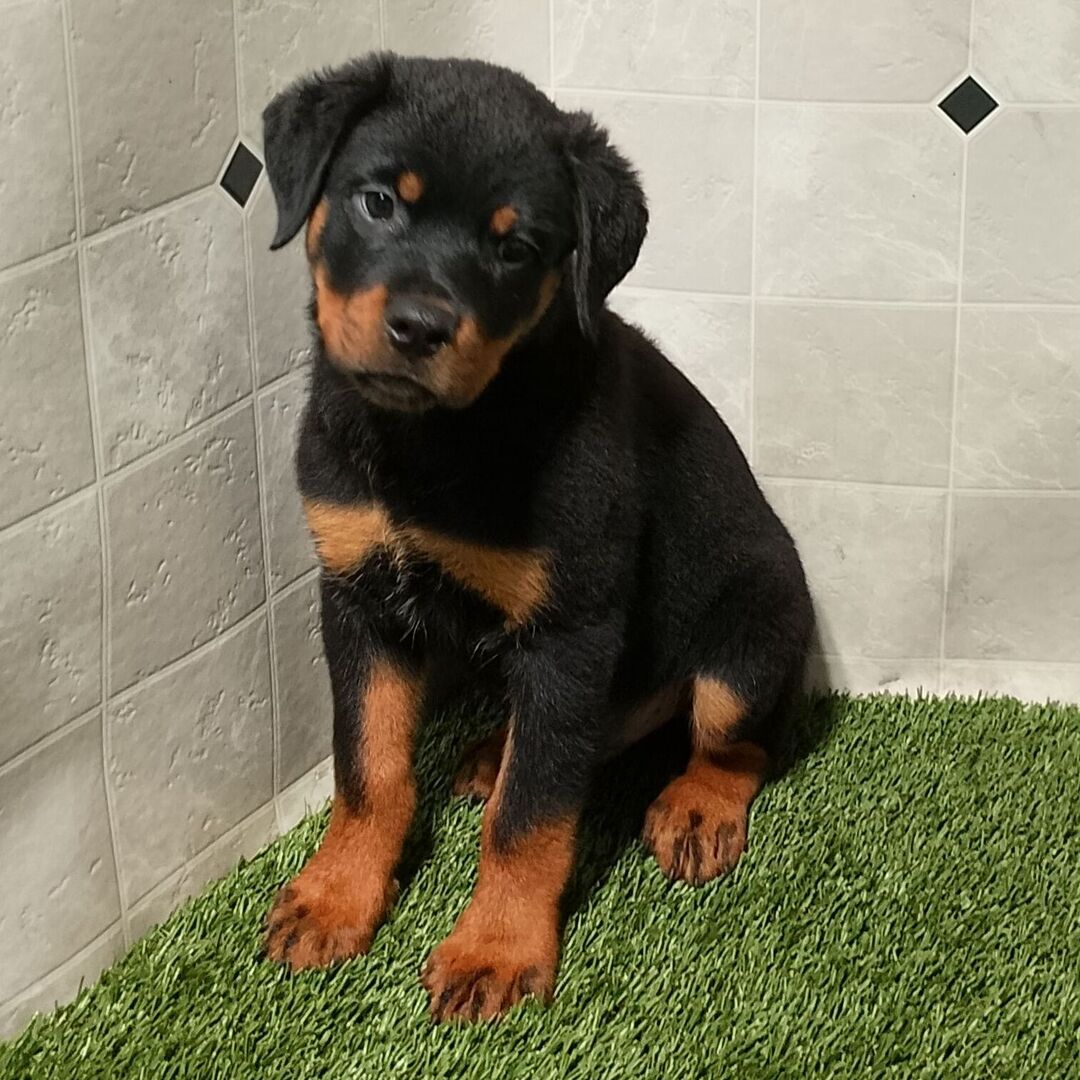 πΆ Male Rottweiler Puppy for Sale β Meet Max πΎ - Image 5
