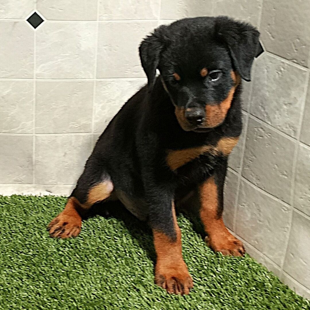 πΆ Male Rottweiler Puppy for Sale β Meet Max πΎ - Image 3