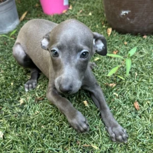 πΎ Female Italian Greyhound Puppy for Sale β Meet Spectra πΎ