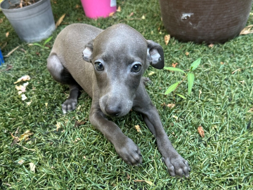 πΎ Female Italian Greyhound Puppy for Sale β Meet Spectra πΎ