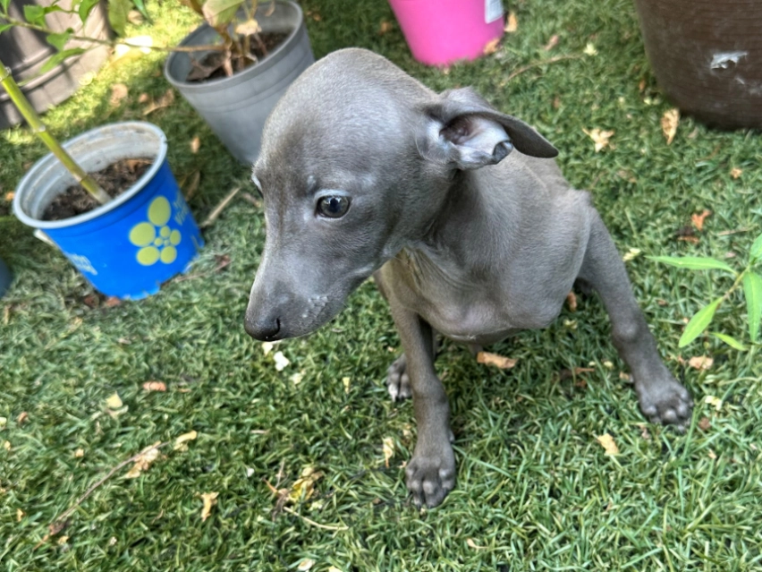 πΎ Female Italian Greyhound Puppy for Sale β Meet Spectra πΎ - Image 2