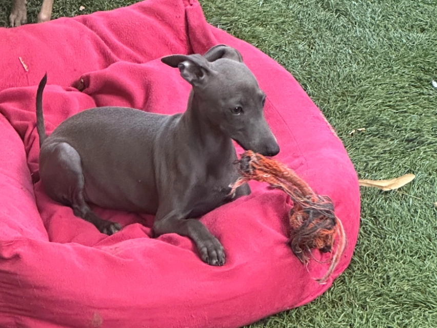 πΎ Female Italian Greyhound Puppy for Sale β Meet Spectra πΎ - Image 4