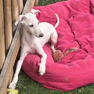 πΎ Male Italian Greyhound Puppy for Sale β Meet Titan πΎ