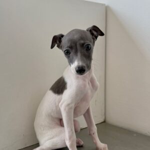 πΆ Female Italian Greyhound Puppy for Sale β Meet Lina πΆ