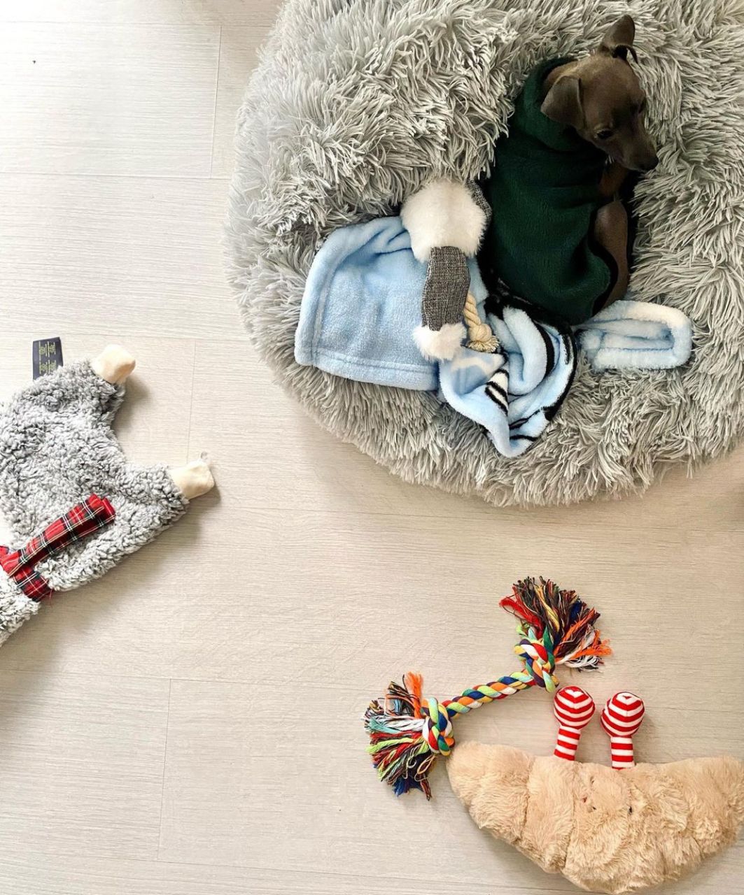 πΆ Male Italian Greyhound Puppy for Sale β Meet Timo πΆ - Image 4
