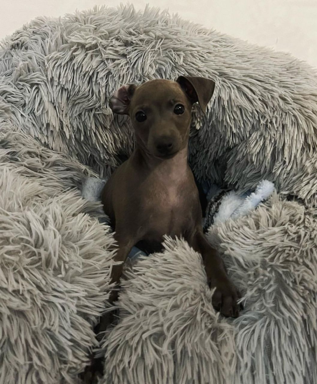 πΆ Male Italian Greyhound Puppy for Sale β Meet Timo πΆ - Image 5