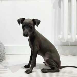 ๐ถ Male Italian Greyhound Puppy for Sale โ Meet Timo ๐ถ