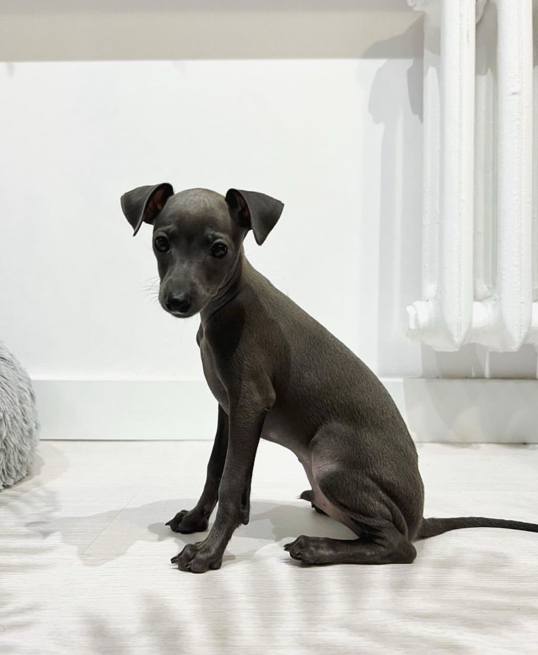 πΆ Male Italian Greyhound Puppy for Sale β Meet Timo πΆ