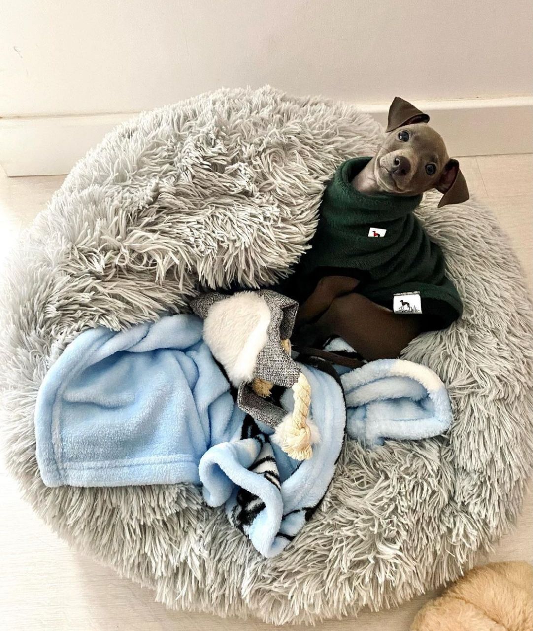 πΆ Male Italian Greyhound Puppy for Sale β Meet Timo πΆ - Image 3