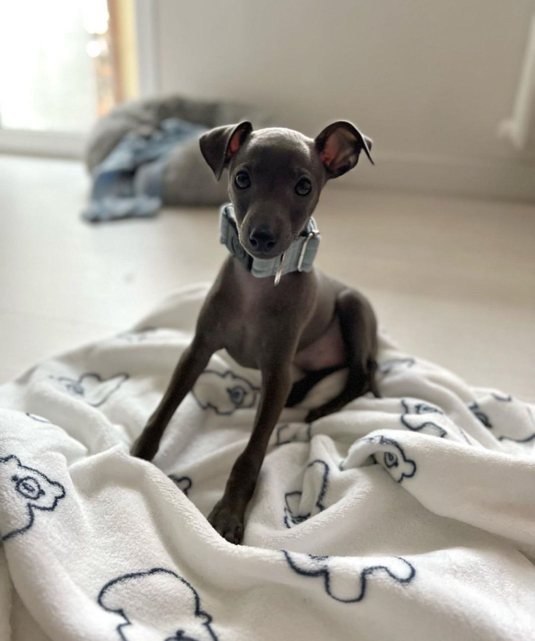 πΆ Male Italian Greyhound Puppy for Sale β Meet Timo πΆ - Image 2