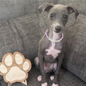 Female Italian Greyhound Puppy for Sale β Meet Gina in blue coat
