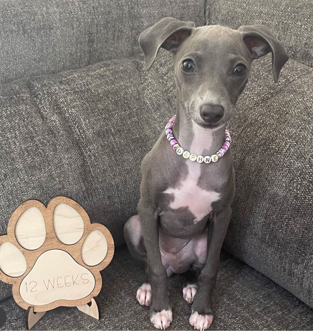 Female Italian Greyhound Puppy for Sale β Meet Gina in blue coat