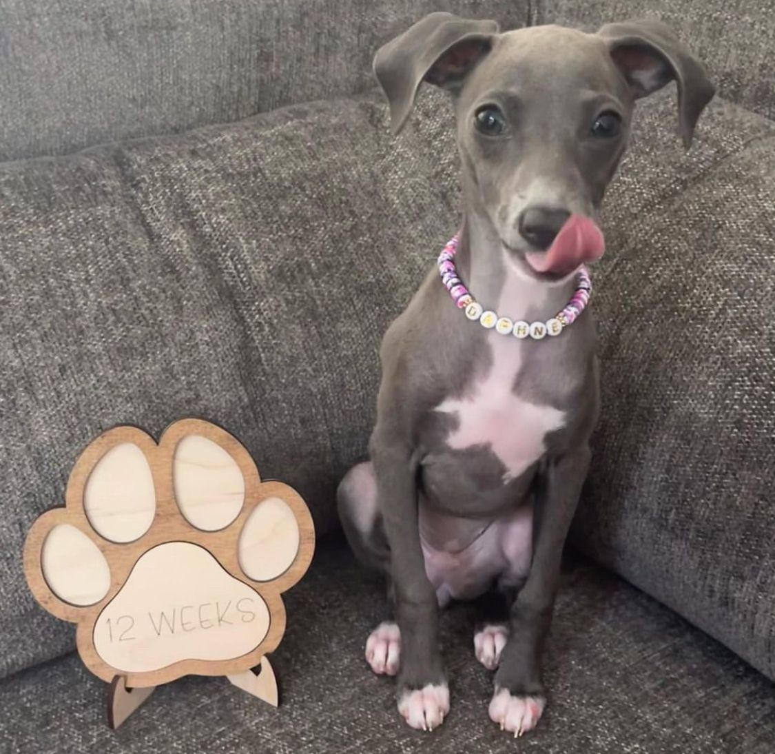 πΆ Female Italian Greyhound Puppy for Sale β Meet Gina πΆ - Image 4