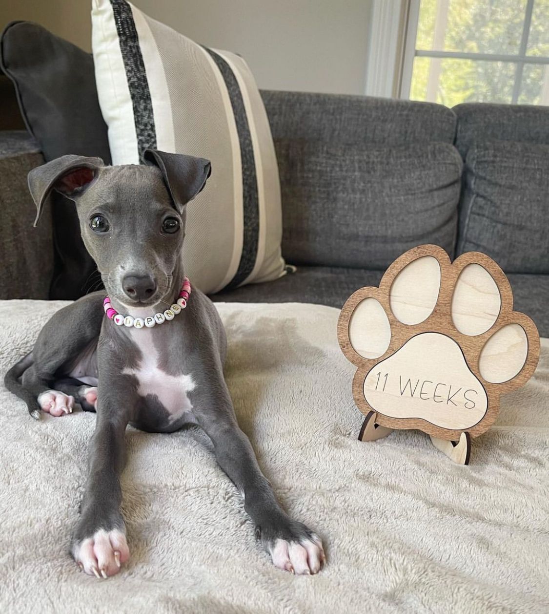 πΆ Female Italian Greyhound Puppy for Sale β Meet Gina πΆ - Image 3