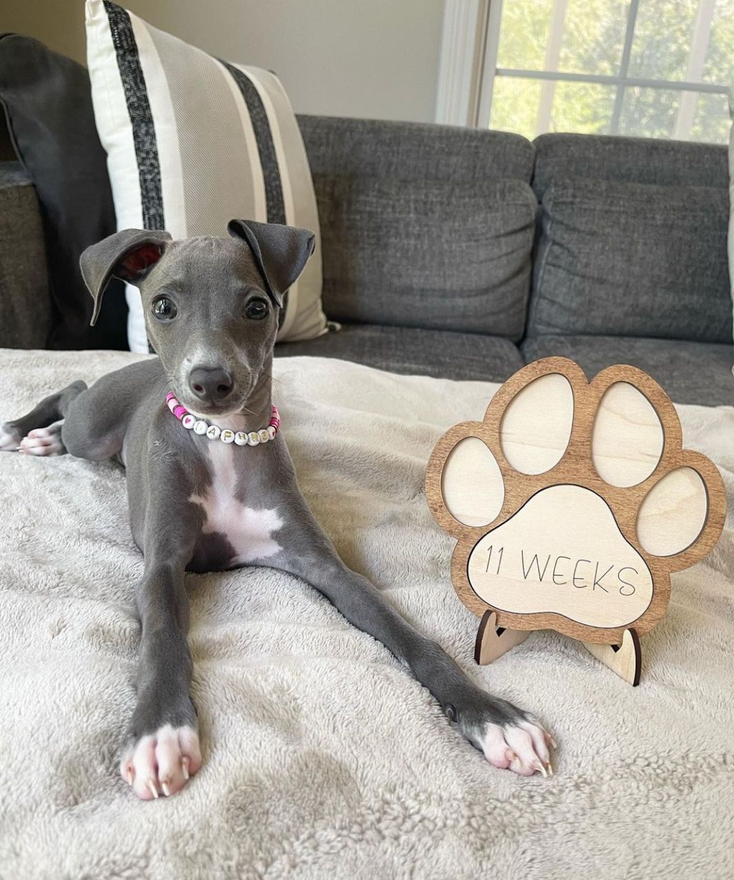 πΆ Female Italian Greyhound Puppy for Sale β Meet Gina πΆ - Image 2