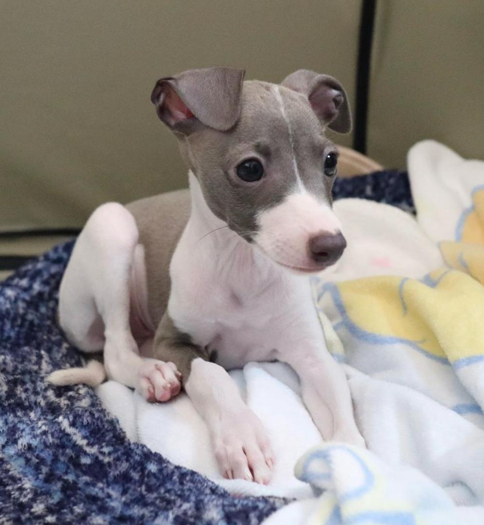 πΆ Female Italian Greyhound Puppy for Sale β Meet Luna πΆ - Image 3