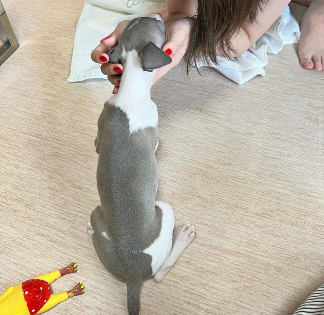 πΆ Female Italian Greyhound Puppy for Sale β Meet Luna πΆ - Image 6