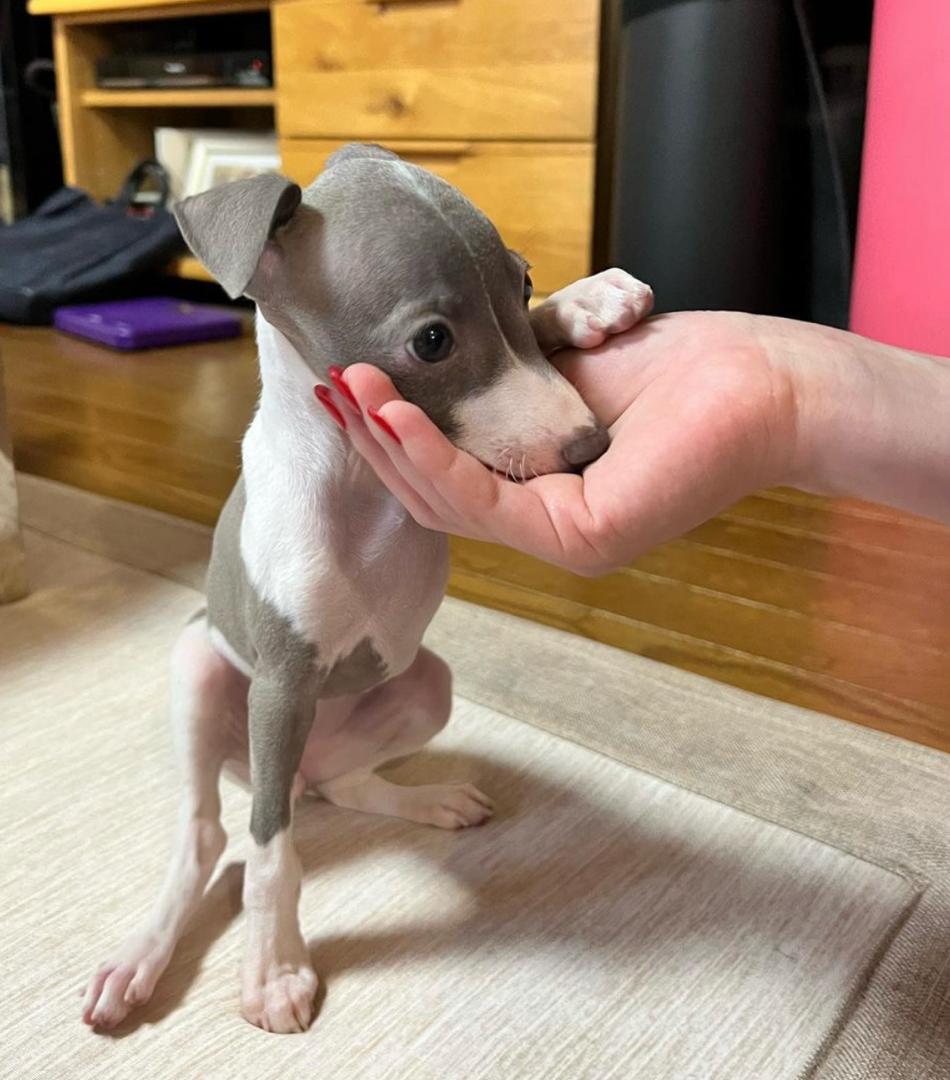 πΆ Female Italian Greyhound Puppy for Sale β Meet Luna πΆ - Image 5