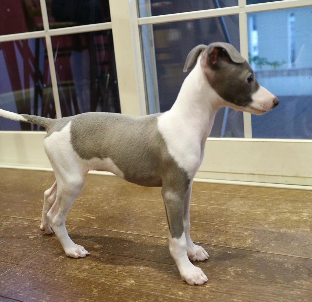 πΆ Female Italian Greyhound Puppy for Sale β Meet Luna πΆ - Image 4