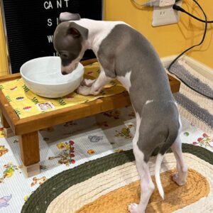 Female Italian Greyhound Puppy for Sale β Meet Luna in white and blue coat