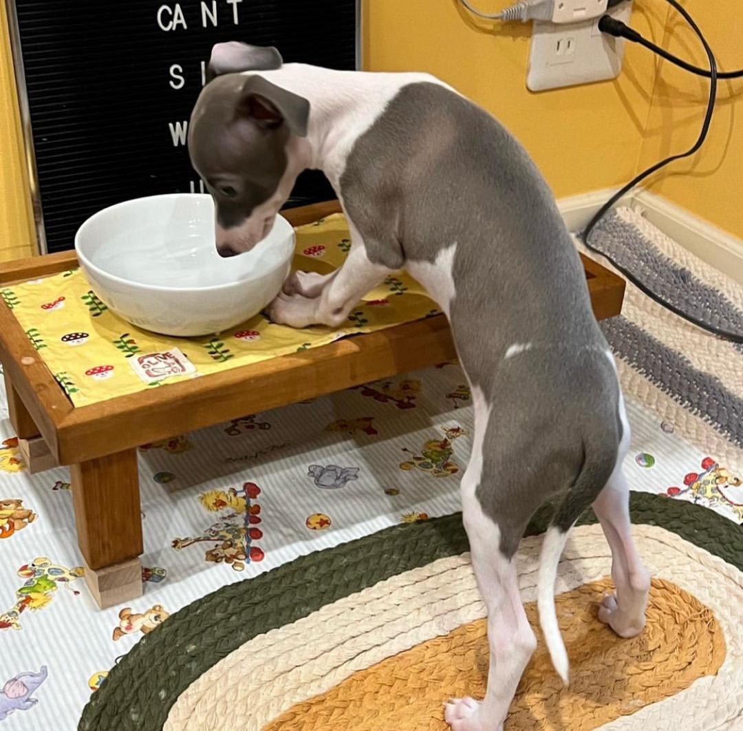 Female Italian Greyhound Puppy for Sale β Meet Luna in white and blue coat