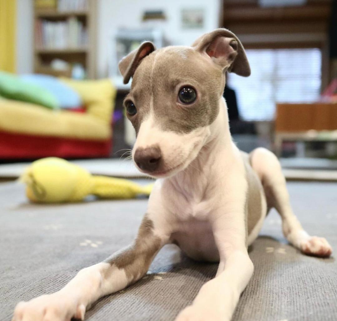 πΆ Female Italian Greyhound Puppy for Sale β Meet Luna πΆ - Image 2