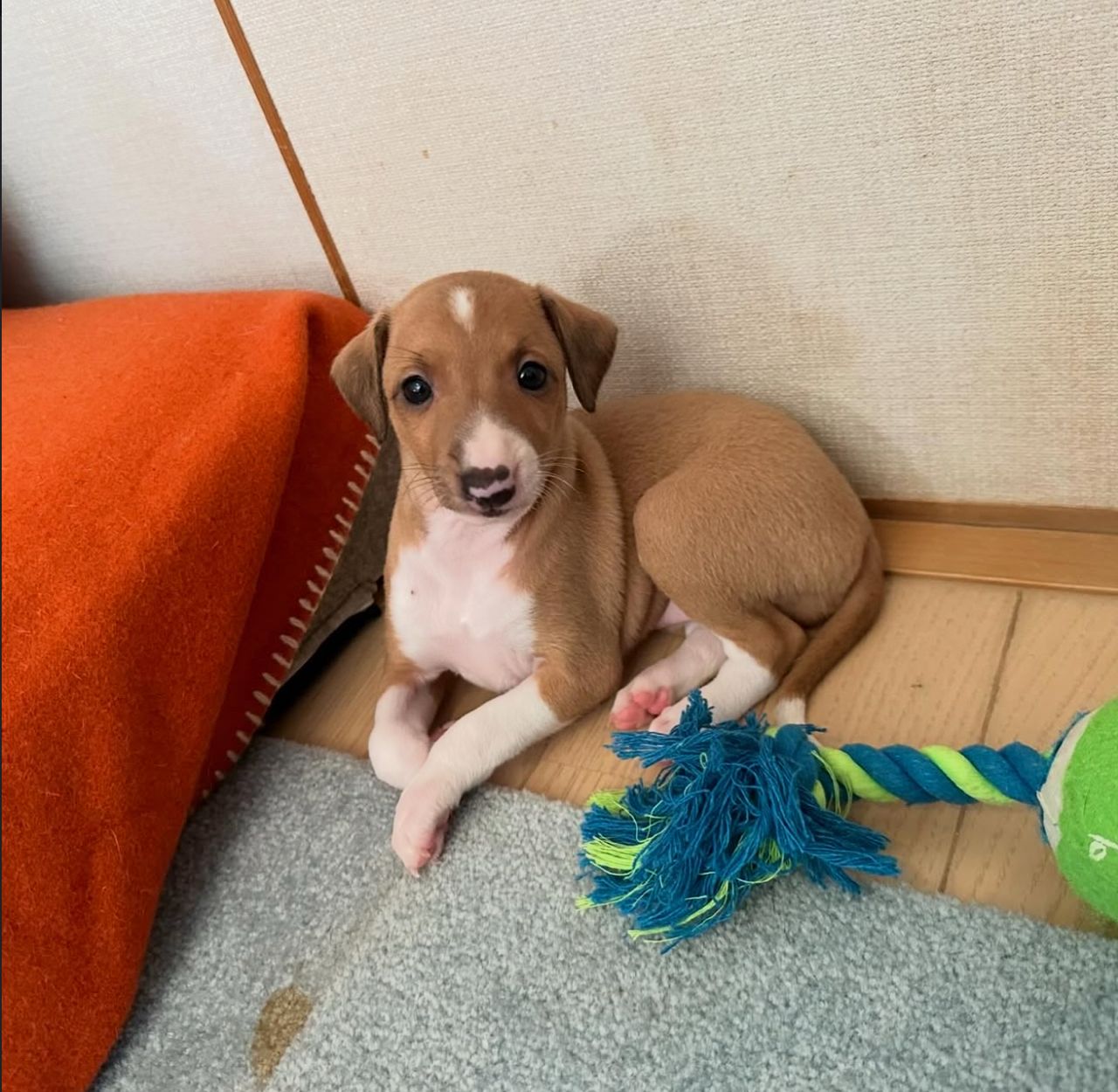 πΆ Meet Lola β Exquisite Female Italian Greyhound Puppy ! πΆ - Image 2