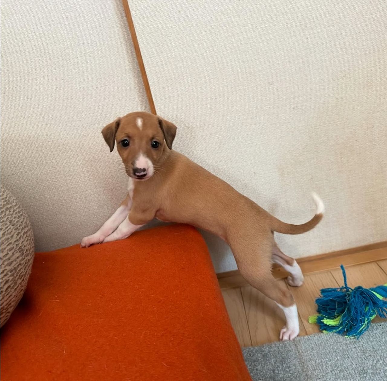 πΆ Meet Lola β Exquisite Female Italian Greyhound Puppy ! πΆ - Image 3