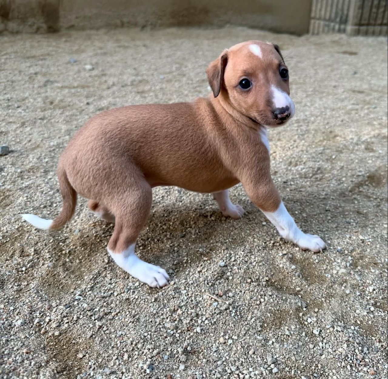 πΆ Meet Lola β Exquisite Female Italian Greyhound Puppy ! πΆ - Image 4