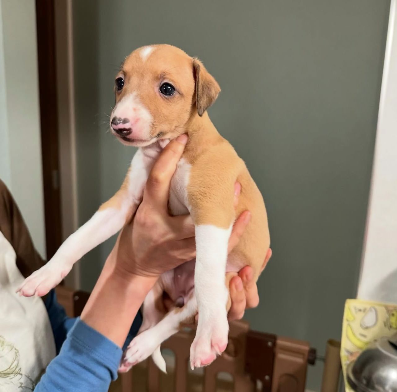 πΆ Meet Lola β Exquisite Female Italian Greyhound Puppy ! πΆ - Image 5